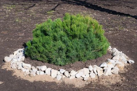 Mountain pine sapling in the park, landscape design Stock Photos