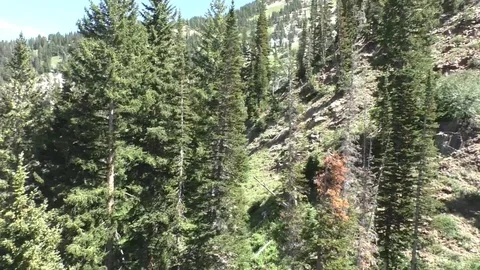 Mountain &amp; Pine Tree Aerial Stock Footage 114379846