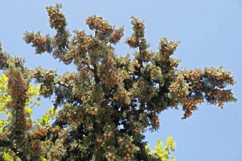 Mountain pine tree in close up Foto stock