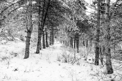 Mountain pine tree forest motion view at winter time Stock-Fotos