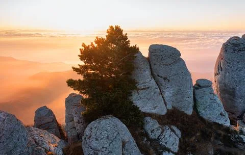 Mountain pine tree growing on the rocks high above the clouds at dawn Stock Photos