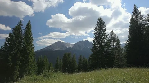 Mountain pine trees and sunny green meadow with mountain peaks in the background Stock Footage 8578607