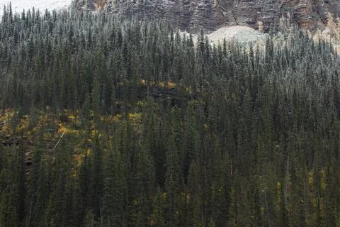 Mountain of pine trees in autumn time. Stock Photos
