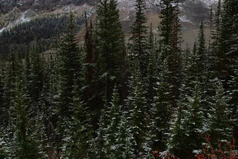Mountain of pine trees in autumn time. Stock Photos