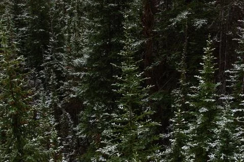 Mountain of pine trees in autumn time. Stock Photos