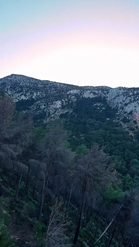 A mountain with pine trees in the foreground, escaping from the fire and gr.. Stock Footage 279899333