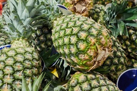 Mountain of pineapples on the counter of the store Stock Photos
