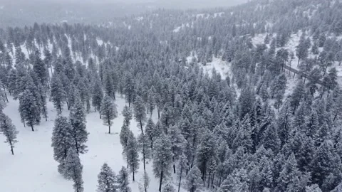 Mountain Pines in the Snow 스톡 동영상 220033405