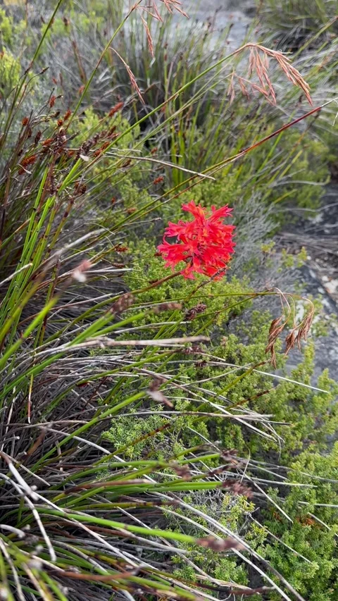 Mountain Pipes on Table Mountain. Cape Town Video stock 336648296
