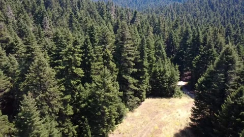 Mountain plain of dry wild grass under fir forest slopes leading to bare summit Stock Footage 325221701