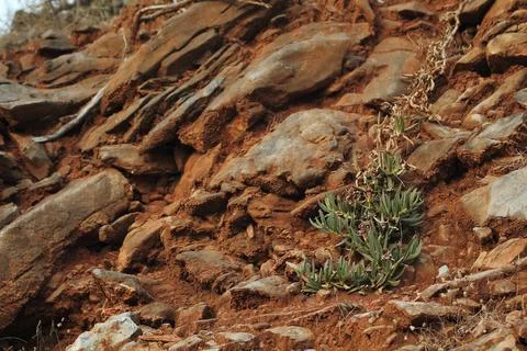 Mountain plant Foto stock