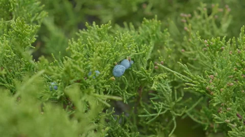 Mountain plants Stock Footage 163831609