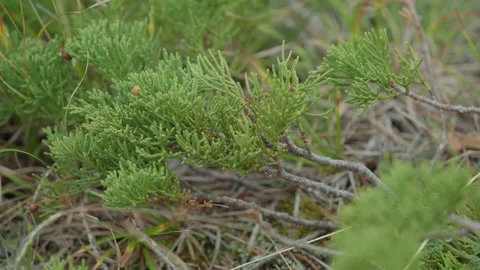 Mountain plants Stock Footage 163843553
