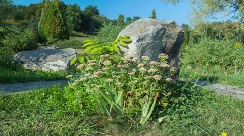 Mountain plants. Timelapse. Stock Footage 67628267
