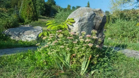 Mountain plants. Timelapse. Stock Footage 67628278