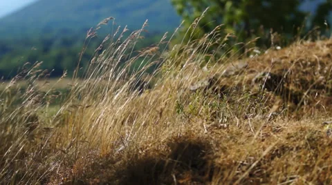 Mountain plants in the wind Stock Footage 33919951