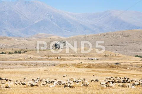 Mountain plateau with flock of sheep Stock Photos