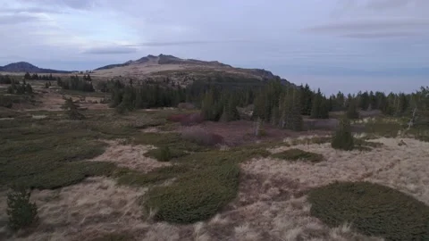 Mountain Platoe Vitosha Trees Forward Rise Left Video stock 201739454