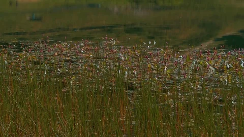Mountain pond Stock-Footage 75451404