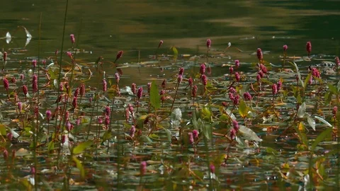 Mountain pond 스톡 동영상 75451417