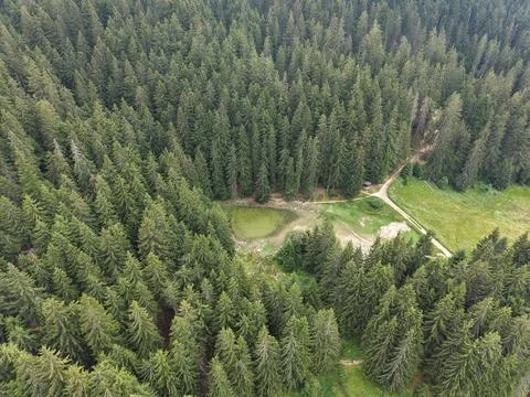 The mountain pond surrounded by dense pine forest and dirt road Stock Photos