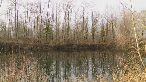 Mountain pond in winter Olympic Peninsula Wa State Stock Footage 70766430