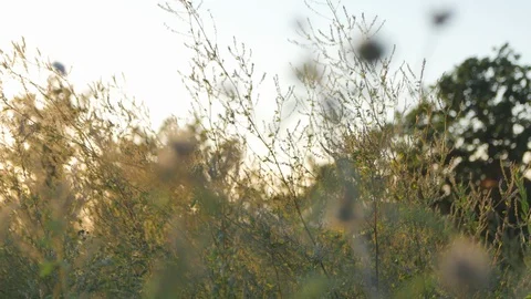 Mountain Prickly plants Video stock 89737827