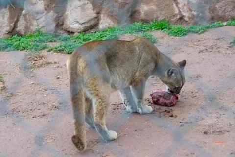 Mountain Puma Eats Stock Photos