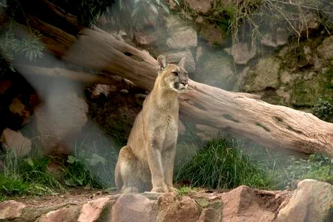 Mountain Puma Stock Photos