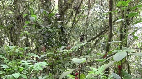 Mountain rainforest 1 Stock Footage 55259924