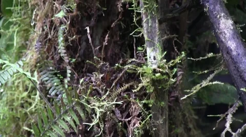 Mountain rainforest 10 Stock Footage 55259947