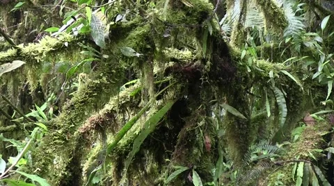 Mountain rainforest 9 Stock Footage 55260081