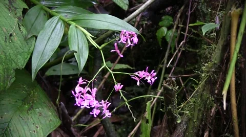 Mountain rainforest flower 3 Stock Footage 55259896