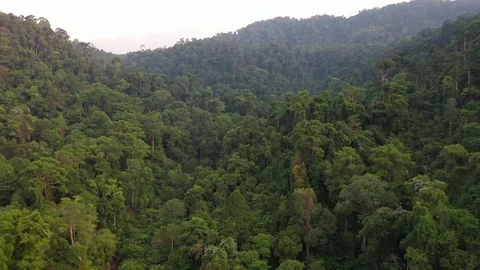 Mountain rainforest Stock Footage 125026349