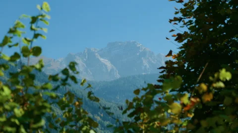 Mountain Range and Green Valley View from Autumn Forest Stock Footage 320047869