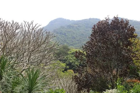A mountain range is in the background with a tree in the foreground Stock Photos