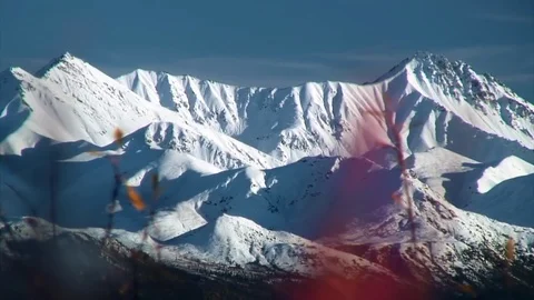 Mountain Range To Close-up Of Interesting Red Plants Stock Footage 92401431