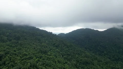 Mountain range covered in lush green trees Video stock 332236601