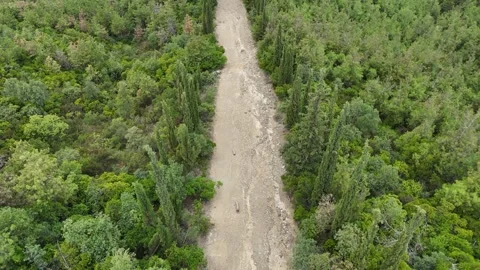 Mountain range covered by pine tree forest. Stock Footage 289580956