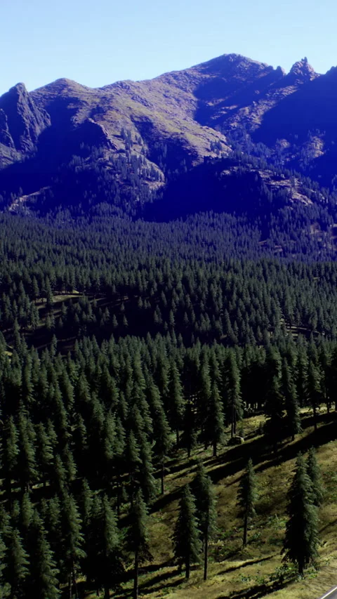 Mountain range with forest in bright daylight over clear sky Video stock 334886860