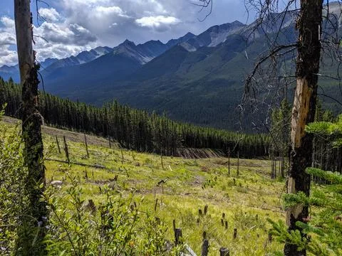 Mountain Range &amp; Forested Valley Overlooking a Sunlit Clearcut Forest Foto stock