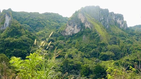 A mountain range with a lush green forest in the foreground Video stock 277964304