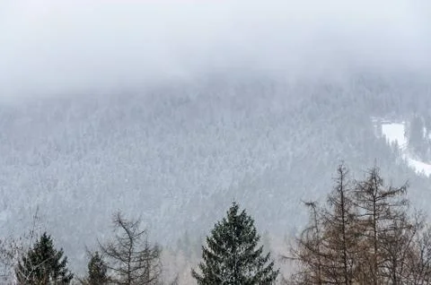 Mountain range with pine forest and fog, winter time with snow Stock Photos