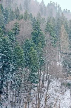 Mountain range with pine forest and fog, winter time with snow Stock Photos