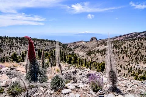 A mountain range with a small plant in the foreground Stock Photos