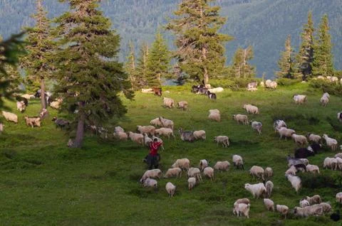 Mountain range at sunset. A herd of sheep in the mountains. Beautiful mountai Stock Photos