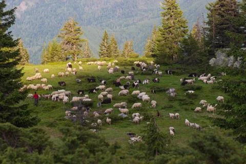 Mountain range at sunset. A herd of sheep in the mountains. Beautiful mountai Stock Photos
