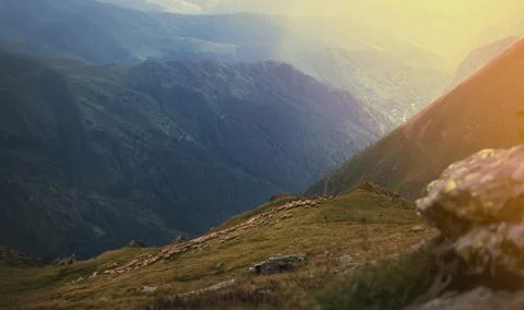 Mountain range at sunset. A herd of sheep in the mountains. Beautiful mountain Stock Photos