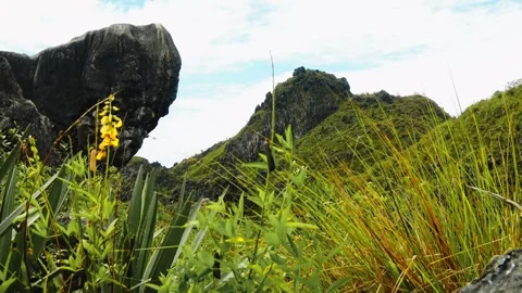 A mountain range with a yellow flower in the foreground Video stock 277706214