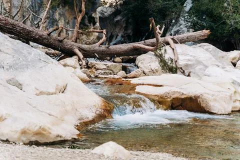 Mountain rapids with old fallen ash tree over the river. Tree trunk bridge over Stock Photos